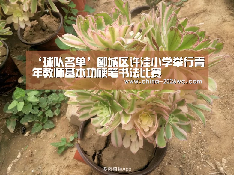 ‘球队名单’郾城区许洼小学举行青年教师基本功硬笔书法比赛(图2) 比赛集锦